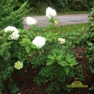 aedhortensia
