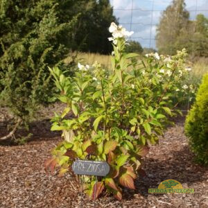 saagjas hortensia