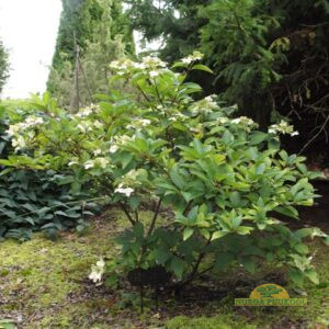 aedhortensia