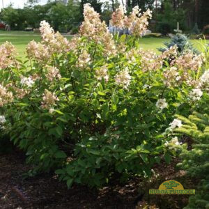 aedhortensia