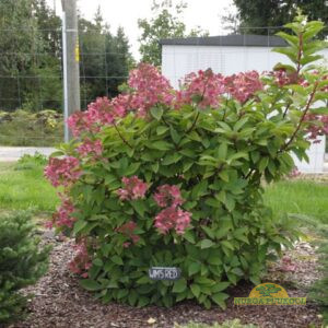 aedhortensia