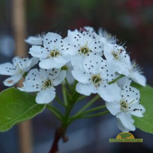 Callery pirnipuu 