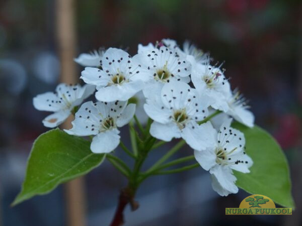 Callery pirnipuu 