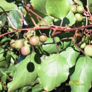 teravahambaline aktiniidia