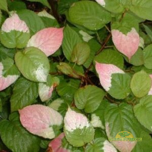 südajas aktiniidia (amuuri aktiniidia)