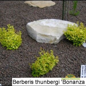 Thunbergi kukerpuu