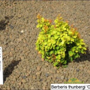 Thunbergi kukerpuu