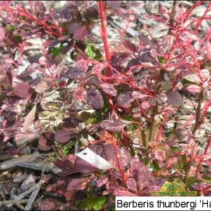 Thunbergi kukerpuu