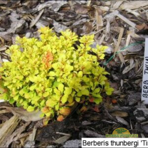 Thunbergi kukerpuu