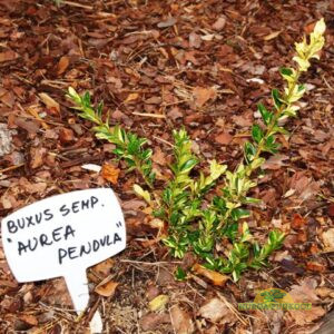 harilik pukspuu