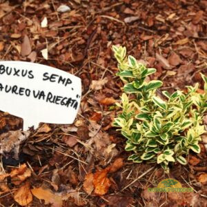 harilik pukspuu