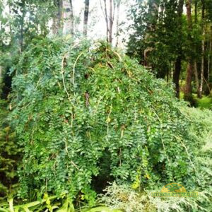 suur läätspuu (leina-läätspuu)