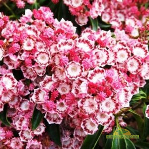 ahtalehine kalmia