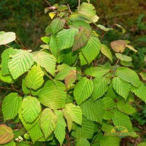 Wilsoni ebasarapuu (NU)