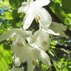 kahetiivaline haleesia
