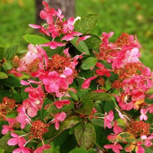 aedhortensia