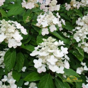 aedhortensia