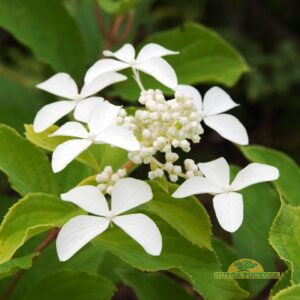 aedhortensia