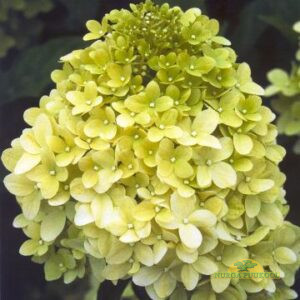 aedhortensia
