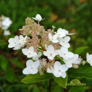 aedhortensia