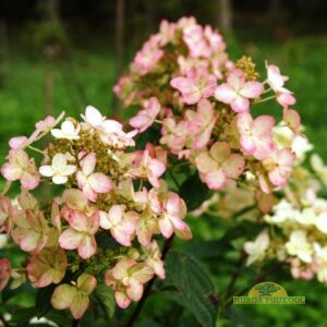 aedhortensia
