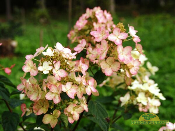 aedhortensia