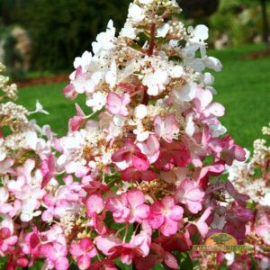 aedhortensia