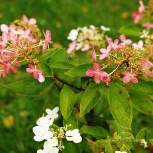 aedhortensia