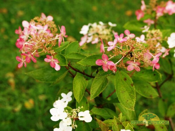 aedhortensia