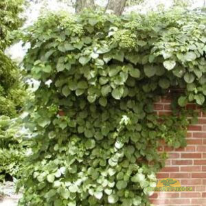 roniv hortensia
