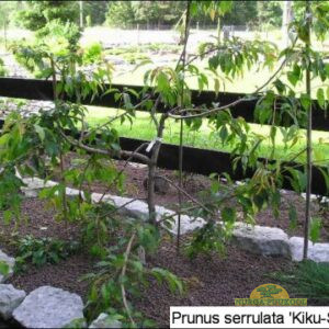 peensaagjas kirsipuu