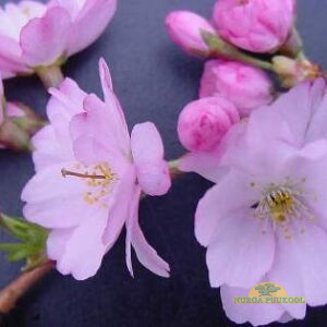 jaapani kirsipuu hübriid