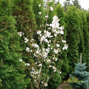 jaapani kirsipuu hübriid