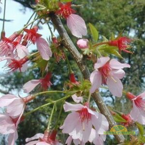 jaapani kirsipuu hübriid