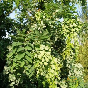 harilik robiinia