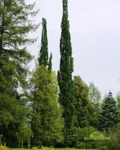 harilik tamm
