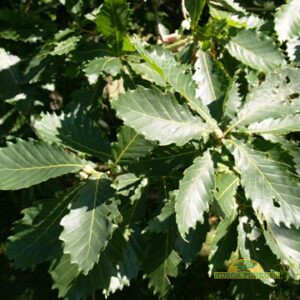amuuri tamm (mongoolia tamm)