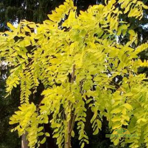 harilik robiinia