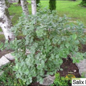 villane paju (viltjas paju)