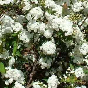 ploomileheline enelas