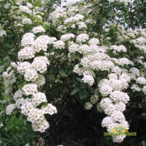 värdenelas (van Houtte'i enelas)