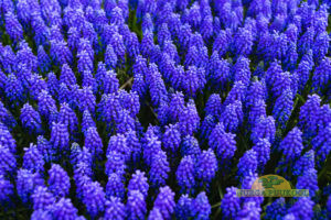 Spring meadow filled with purple perennial flowers