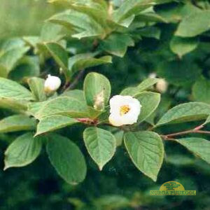korea stuartia