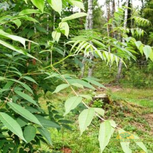 korea evoodia (korea nelipuu)