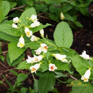 Middendorffi veigela