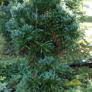 jaapani krüptomeeria