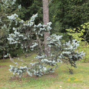 torkav kuusk (hõbekuusk)