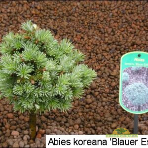 korea nulg