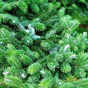 nikko nulg (lühiokkaline nulg)