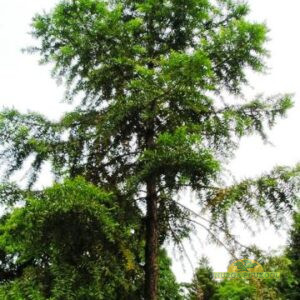 Hunsteini araukaaria